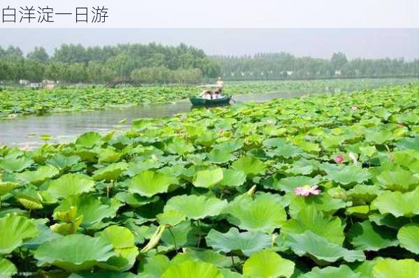 白洋淀一日游