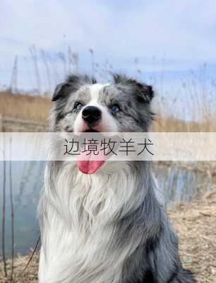 边境牧羊犬