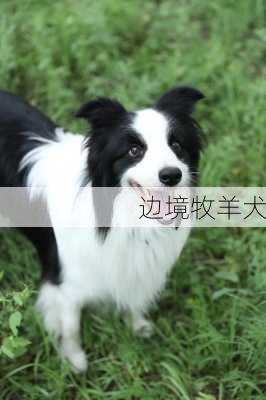 边境牧羊犬