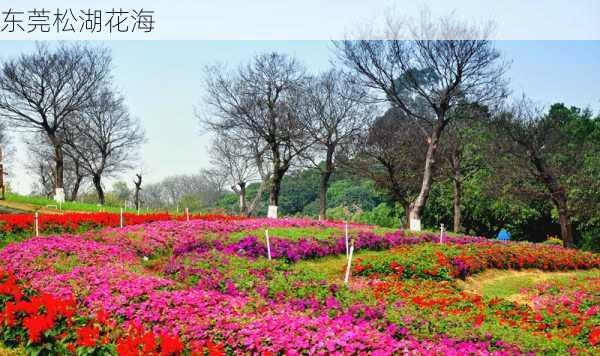 东莞松湖花海