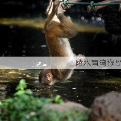 陵水南湾猴岛