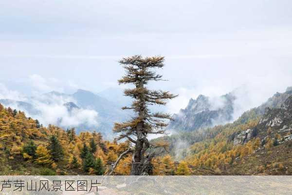 芦芽山风景区图片