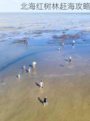 北海红树林赶海攻略