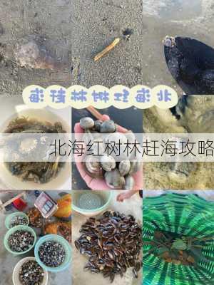 北海红树林赶海攻略