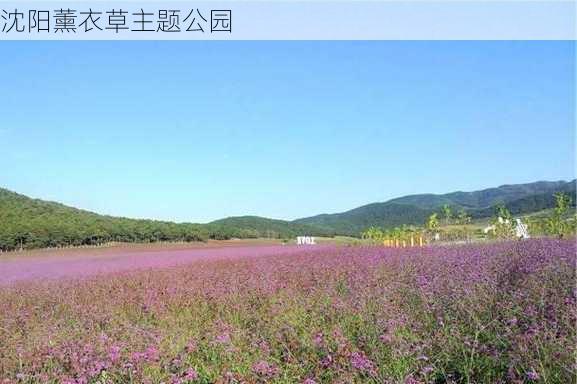 沈阳薰衣草主题公园