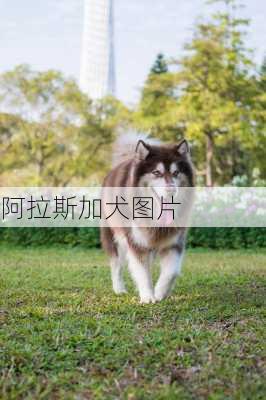 阿拉斯加犬图片