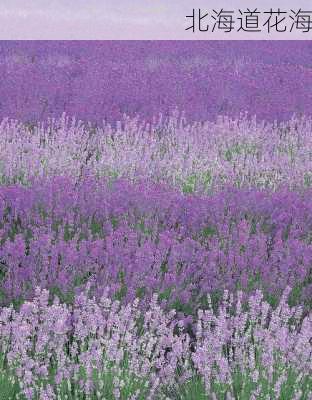 北海道花海