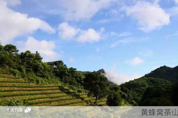 黄蜂窝茶山