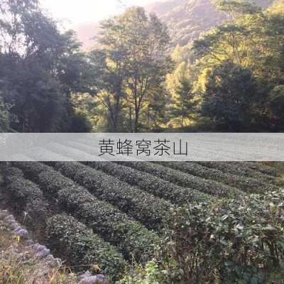 黄蜂窝茶山