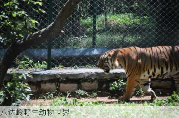 八达岭野生动物世界